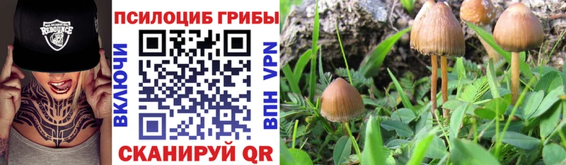 Псилоцибиновые грибы GOLDEN TEACHER  Купить  Питкяранта 